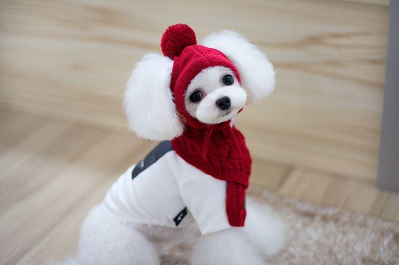 Cozy Canine Winter Ensemble: Dog Hat, Bib, Suit, And Scarf Set-0